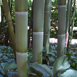 Bamboo Phyllostachys viridis